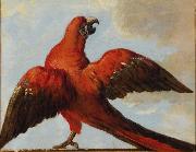 Jean Baptiste Oudry Parrot with Open Wings Spain oil painting artist